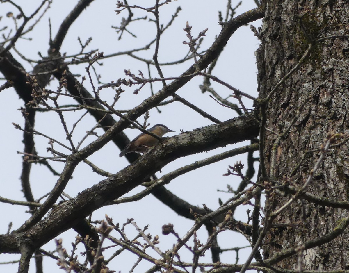 Eurasian Nuthatch - ML634404294