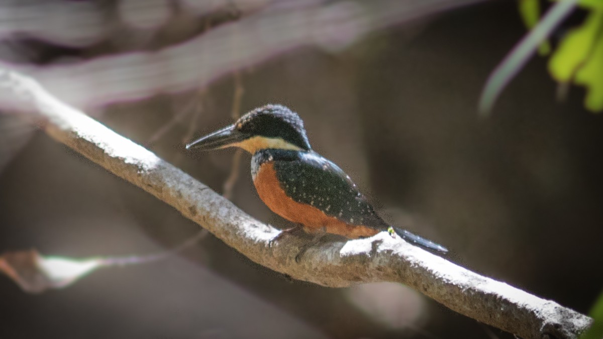 Green-and-rufous Kingfisher - ML634404358