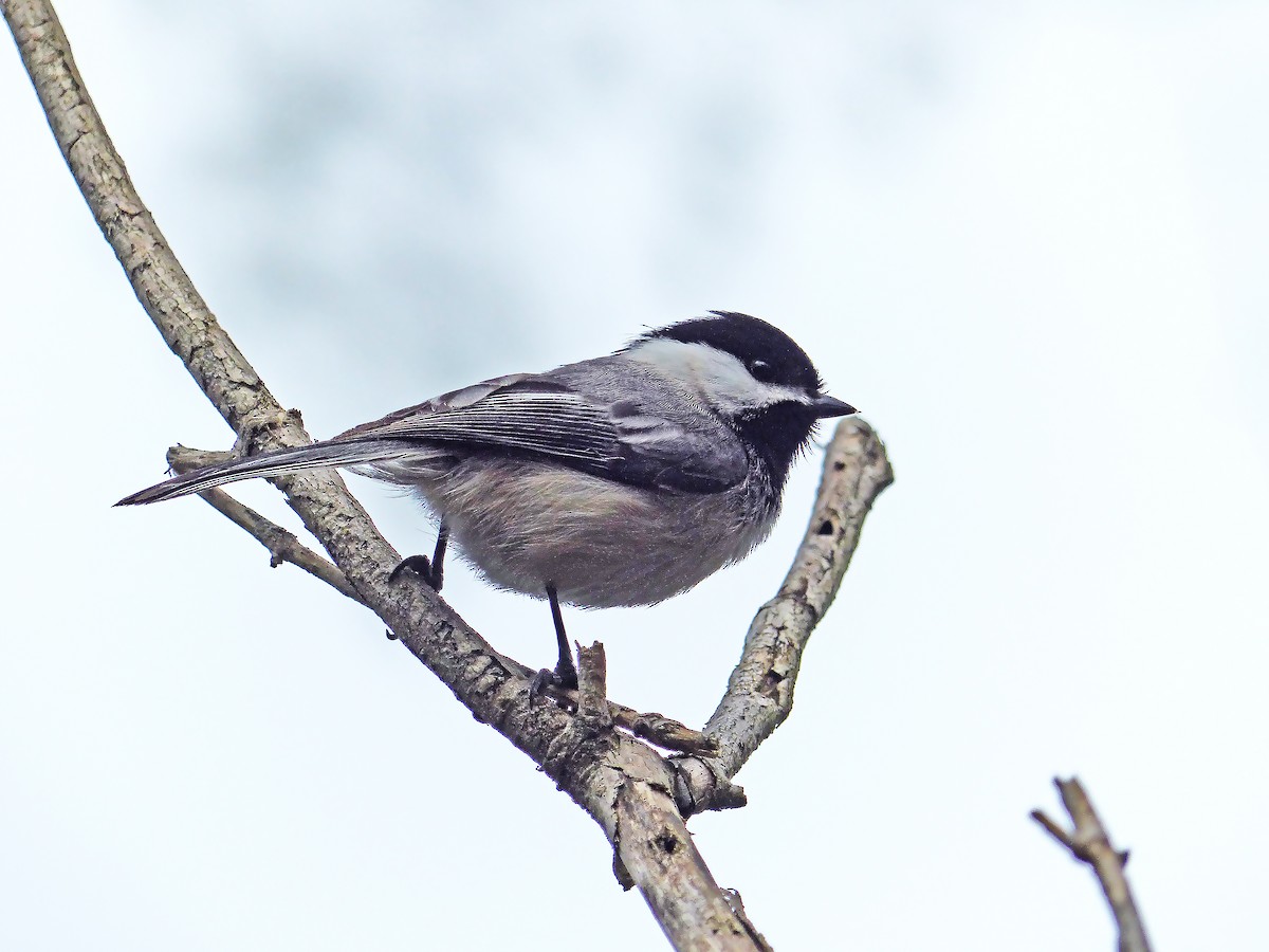 Black-capped Chickadee - ML634404359