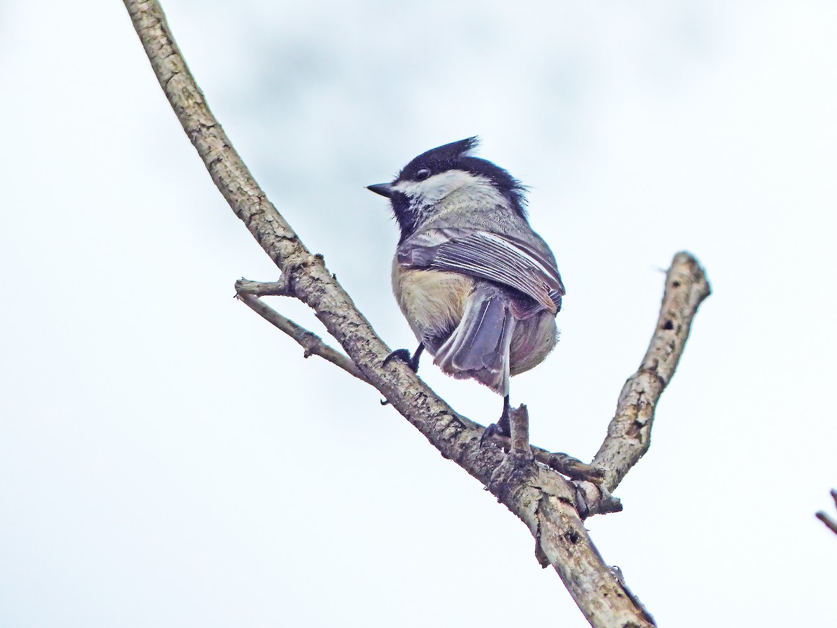 Black-capped Chickadee - ML634404362