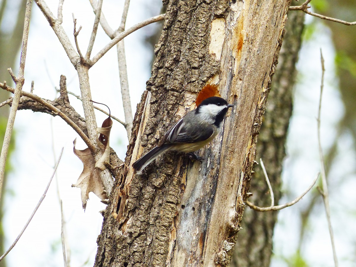 Black-capped Chickadee - ML634404368
