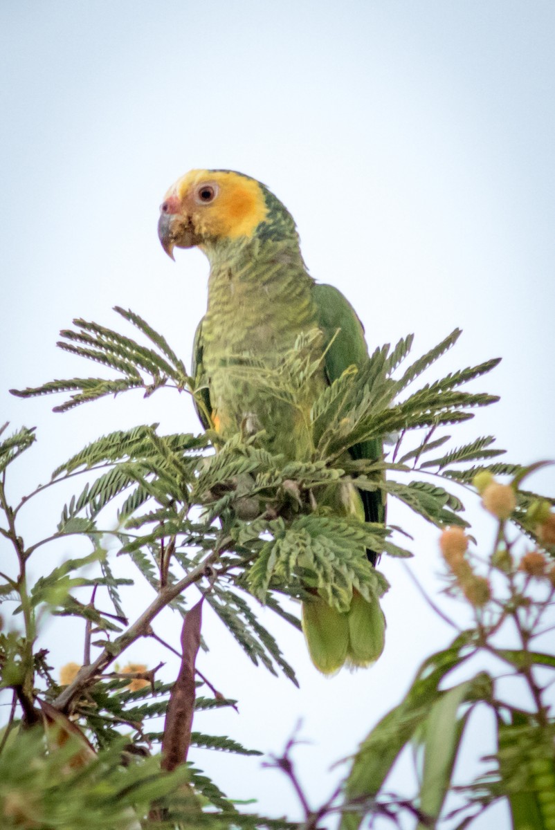 Yellow-faced Parrot - ML634404369