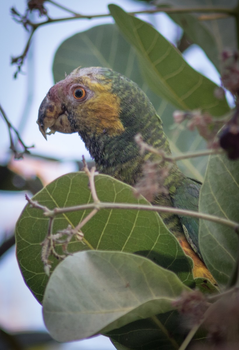 Yellow-faced Parrot - ML634404370