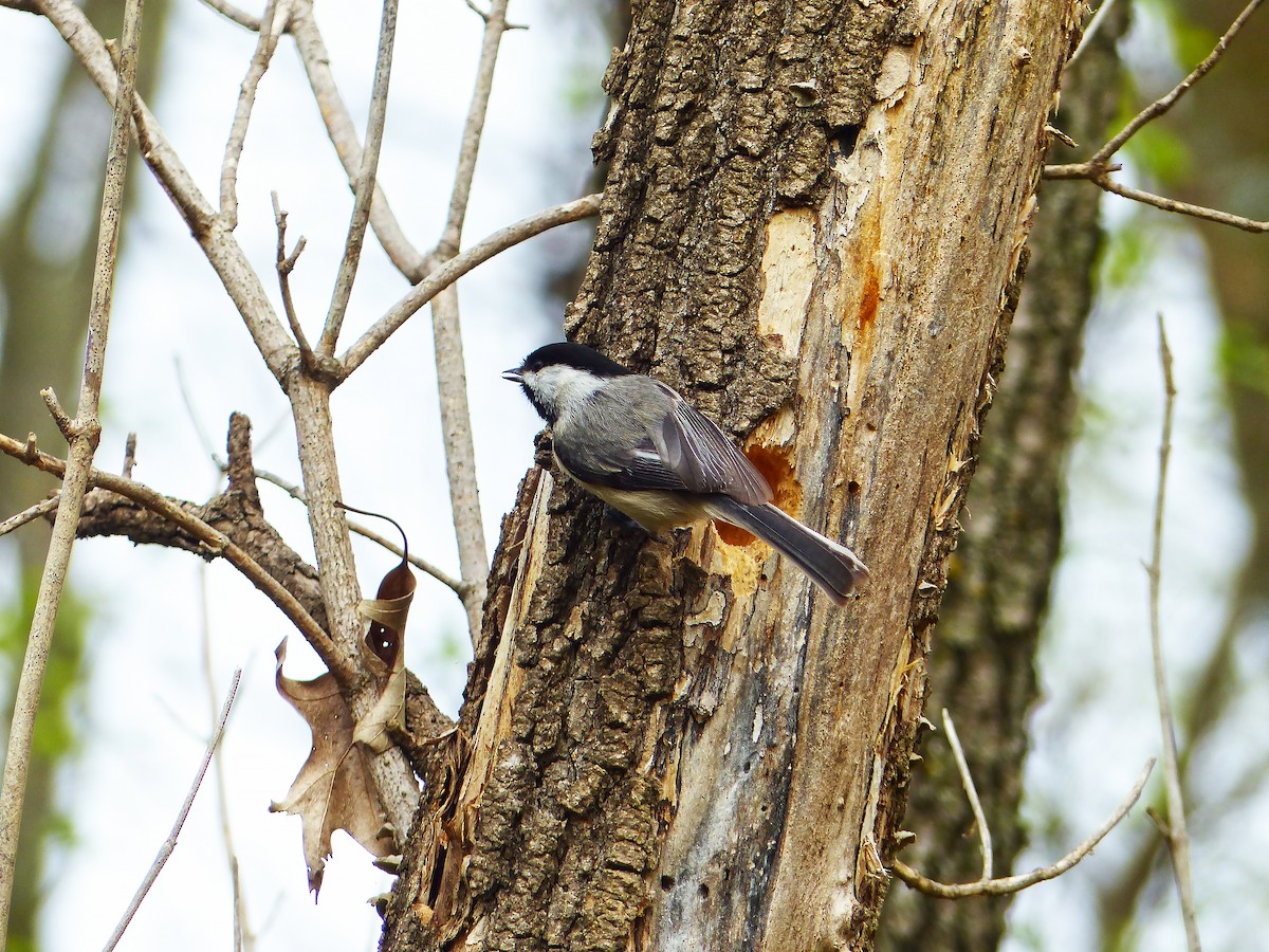Black-capped Chickadee - ML634404371