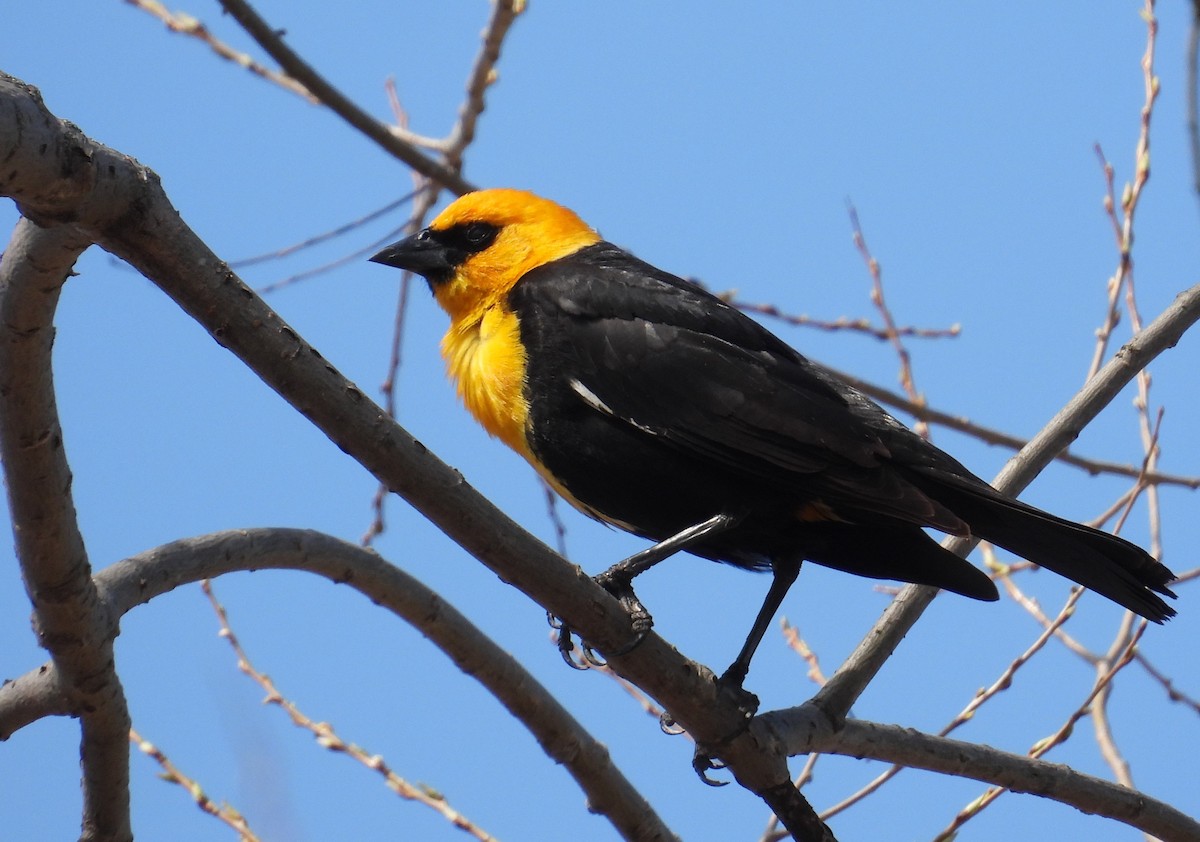 Yellow-headed Blackbird - ML634404373
