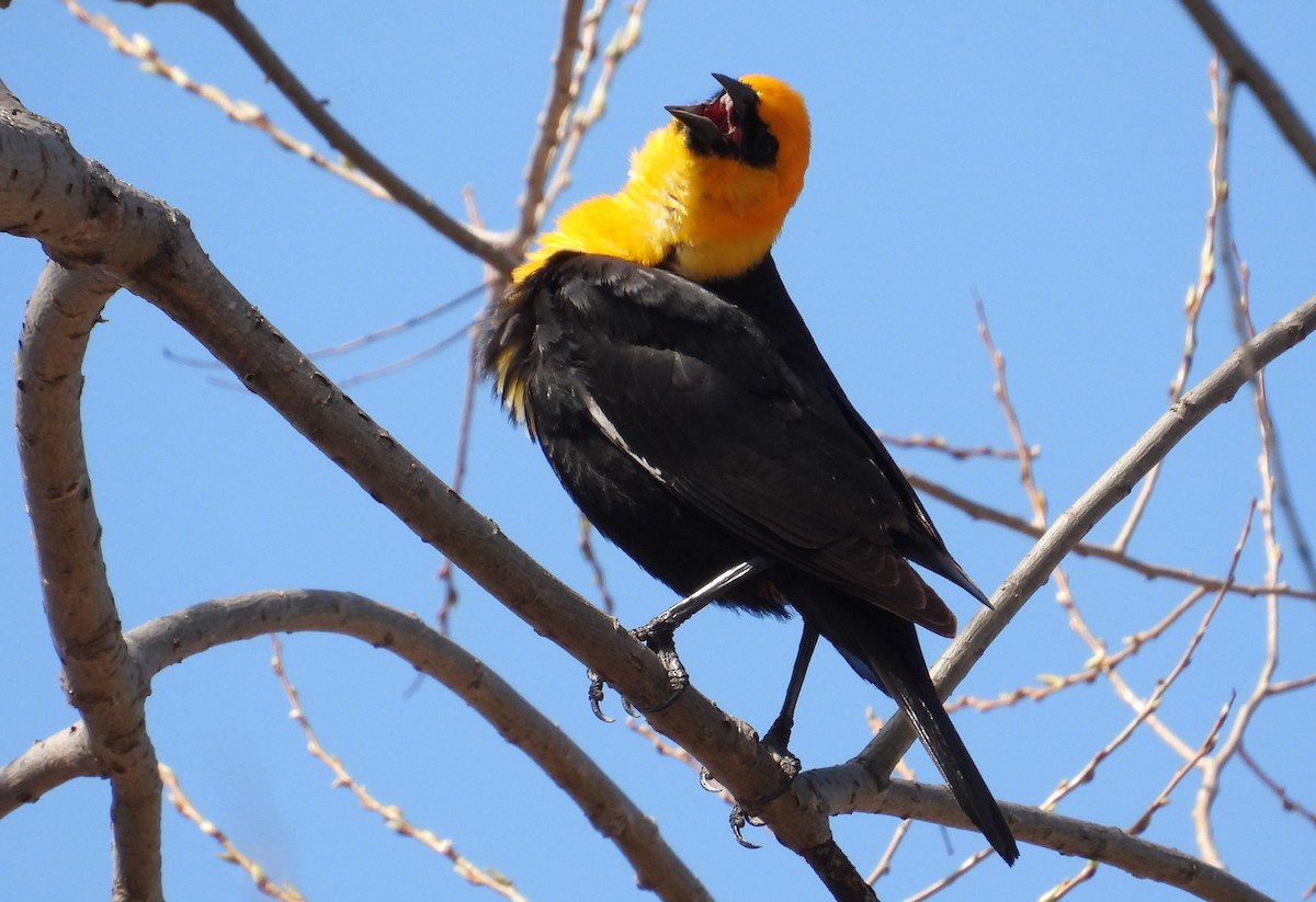 Yellow-headed Blackbird - ML634404382