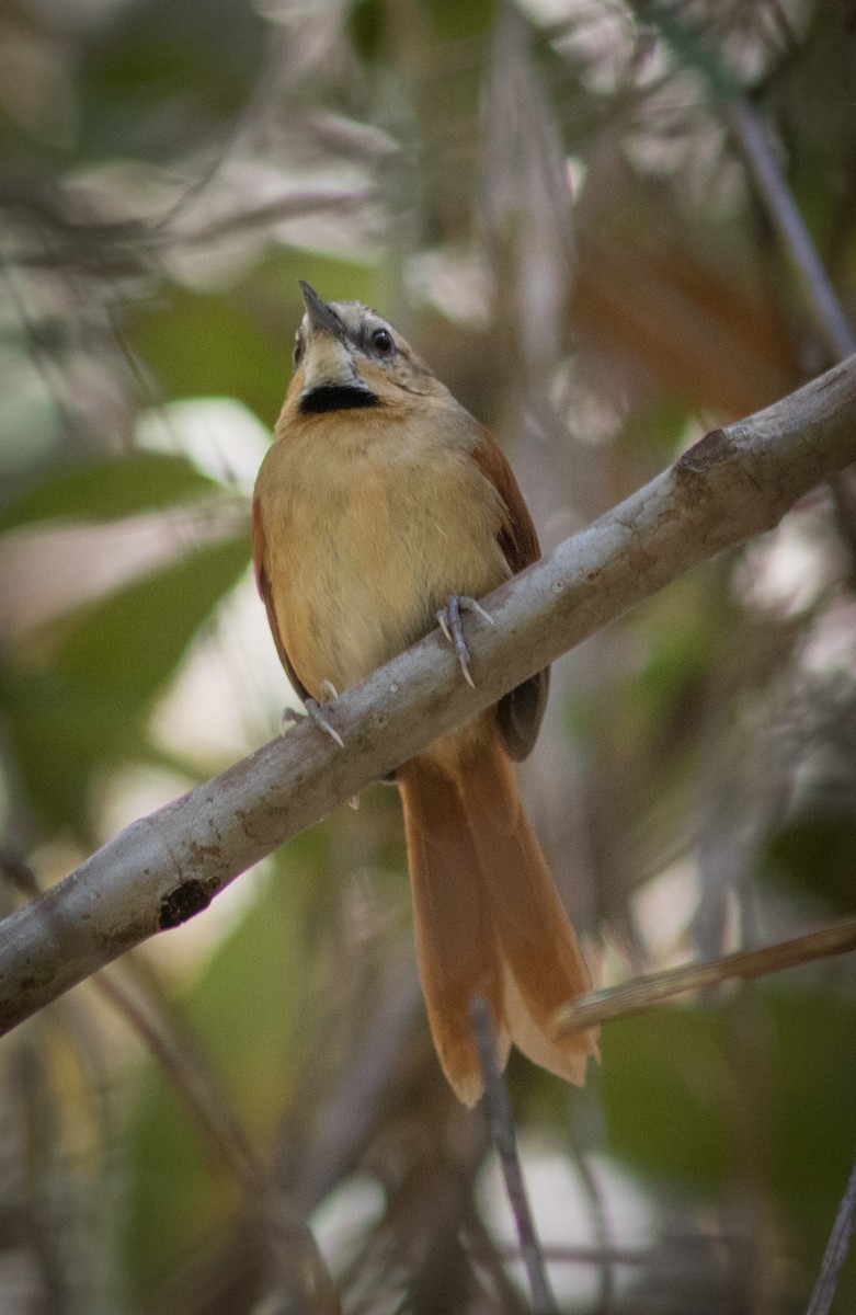 Ochre-cheeked Spinetail - ML634404395