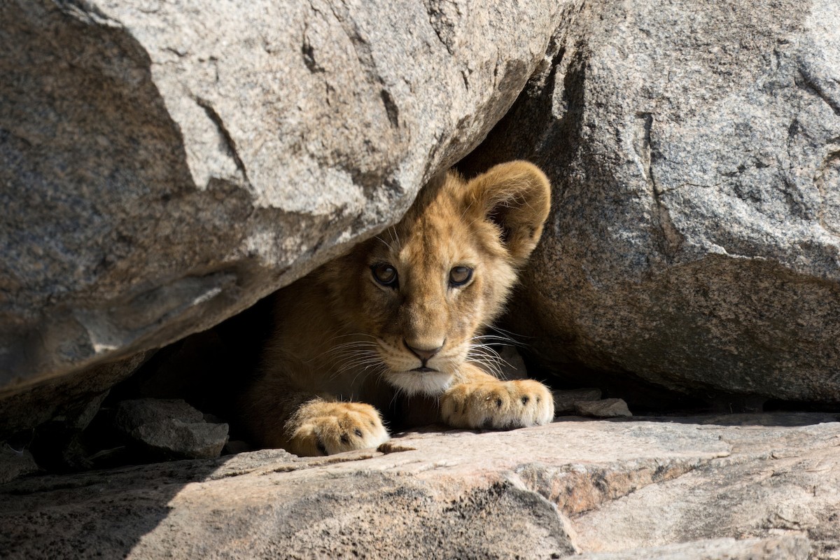 Southern Lion - ML634404429