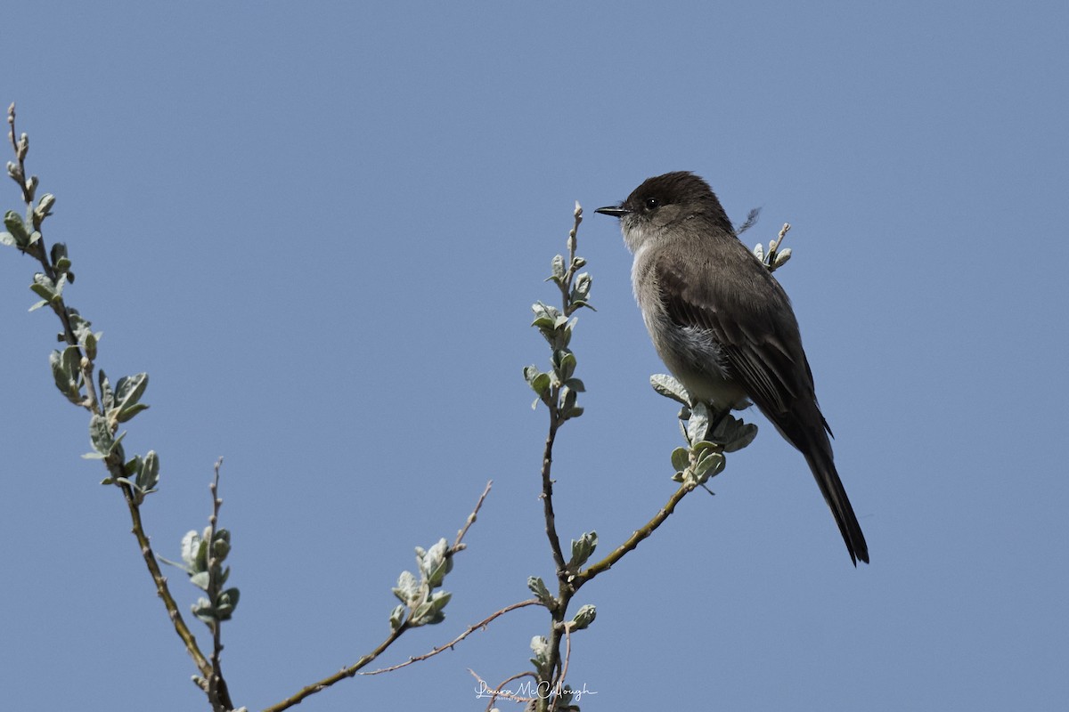 tyranovec domácí - ML634404537