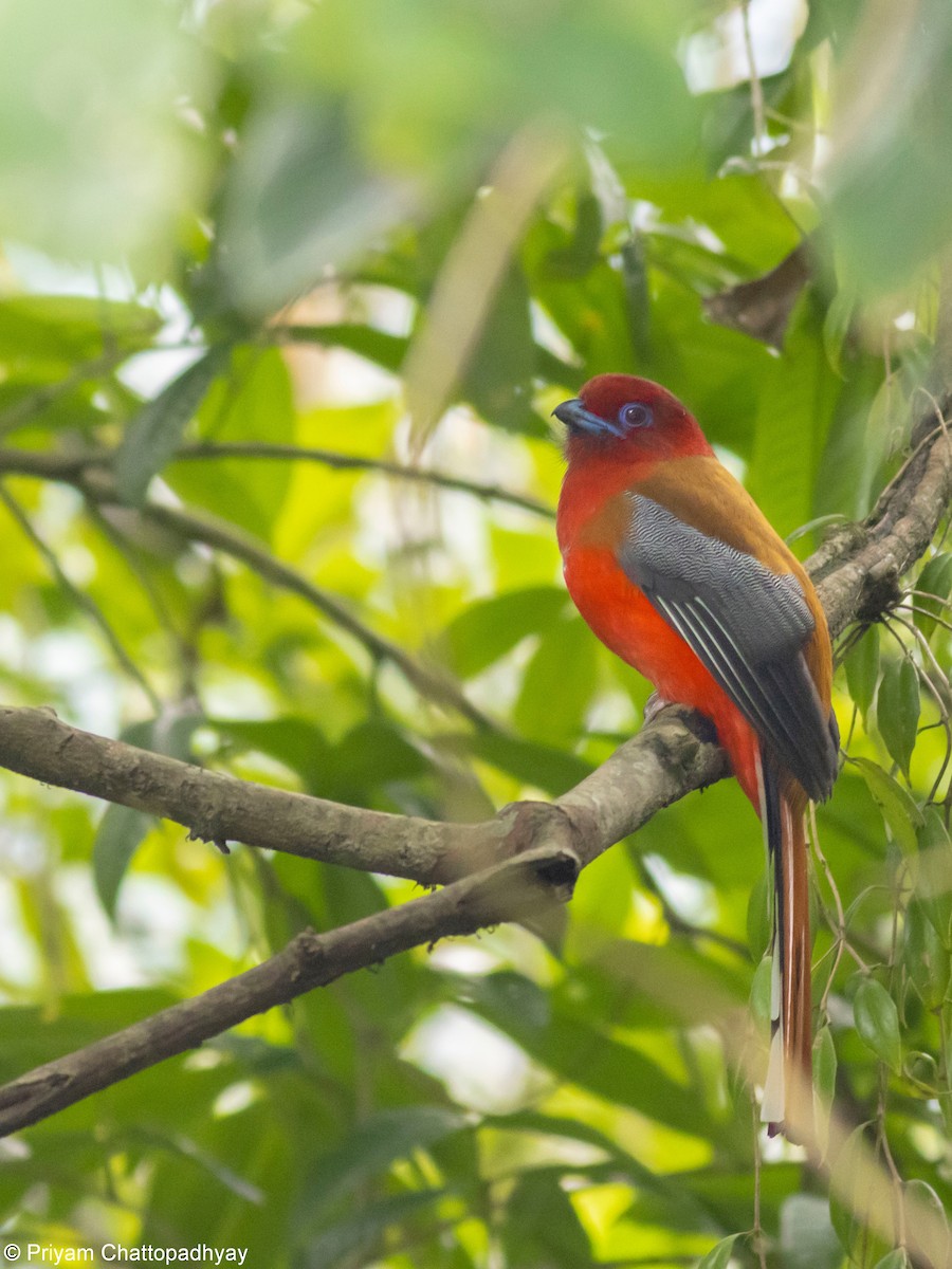 Red-headed Trogon - ML634404595