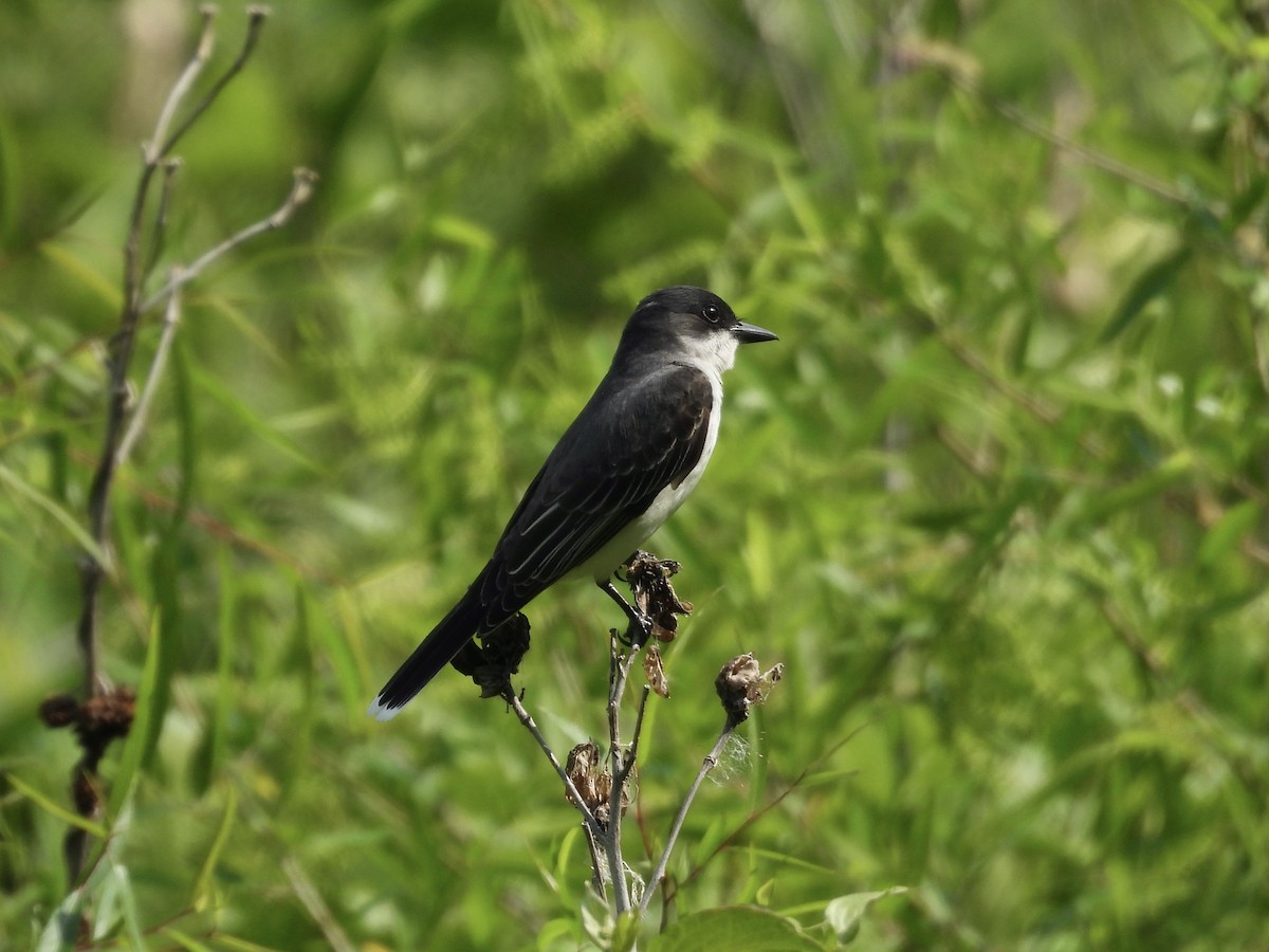 Eastern Kingbird - ML634404766