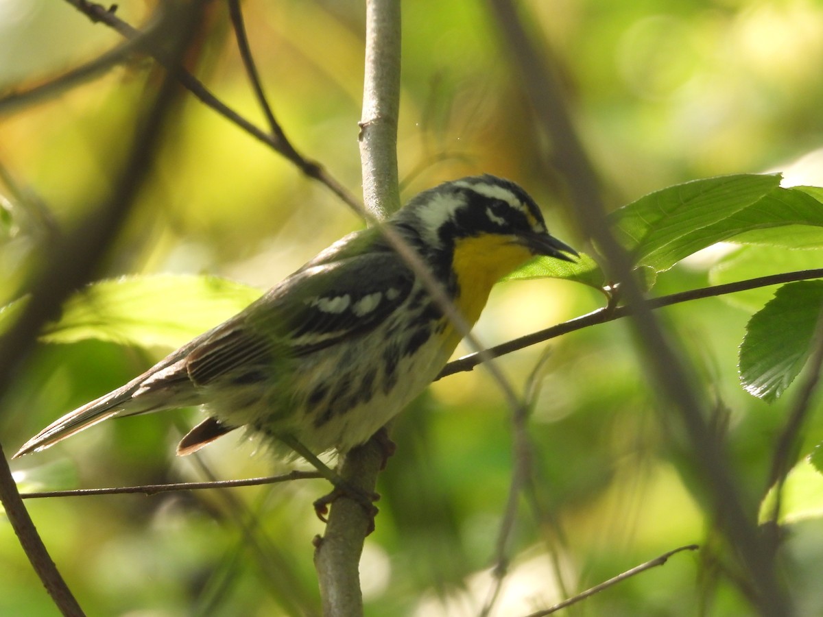 Yellow-throated Warbler - ML634404783