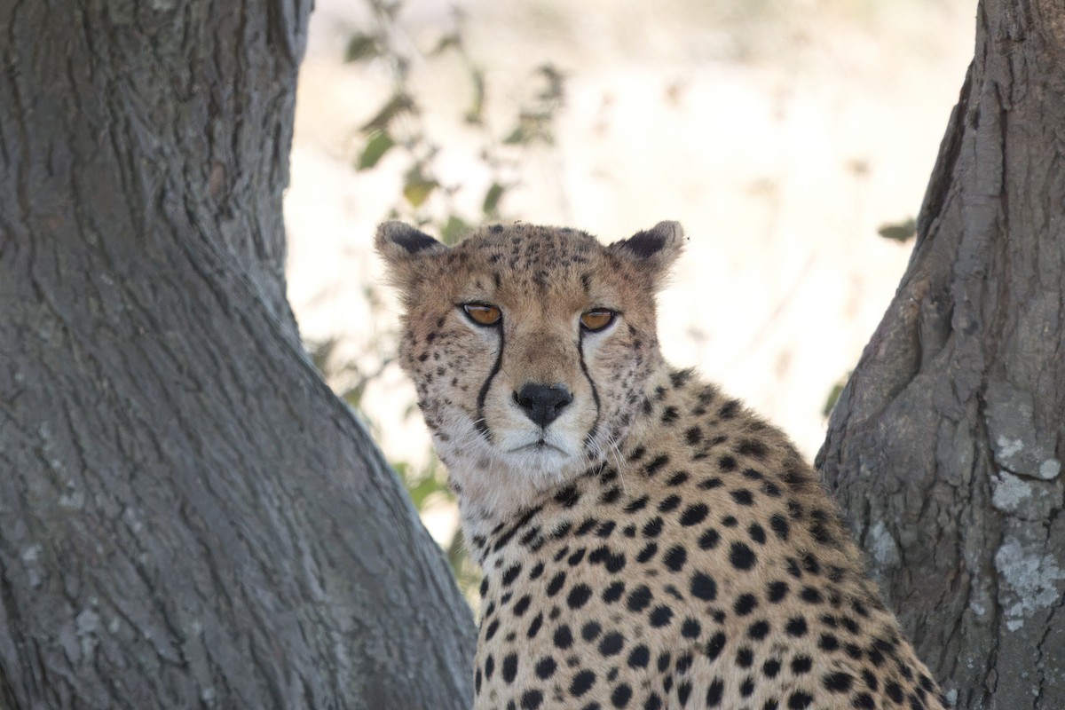Southern and Eastern African Cheetah - ML634404831