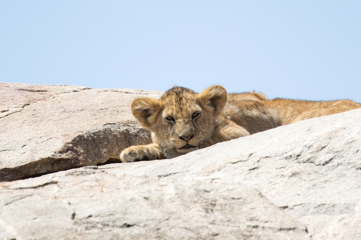 Southern Lion - ML634404840