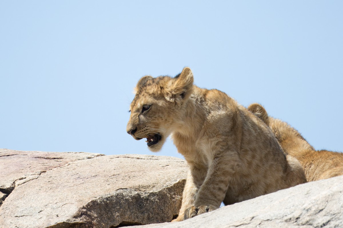 Southern Lion - ML634404841