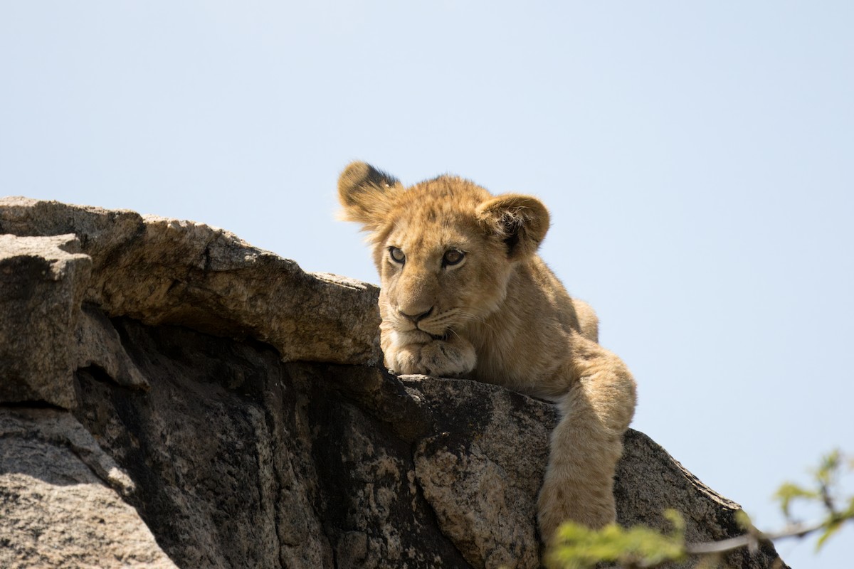 Mammals - ML634404850