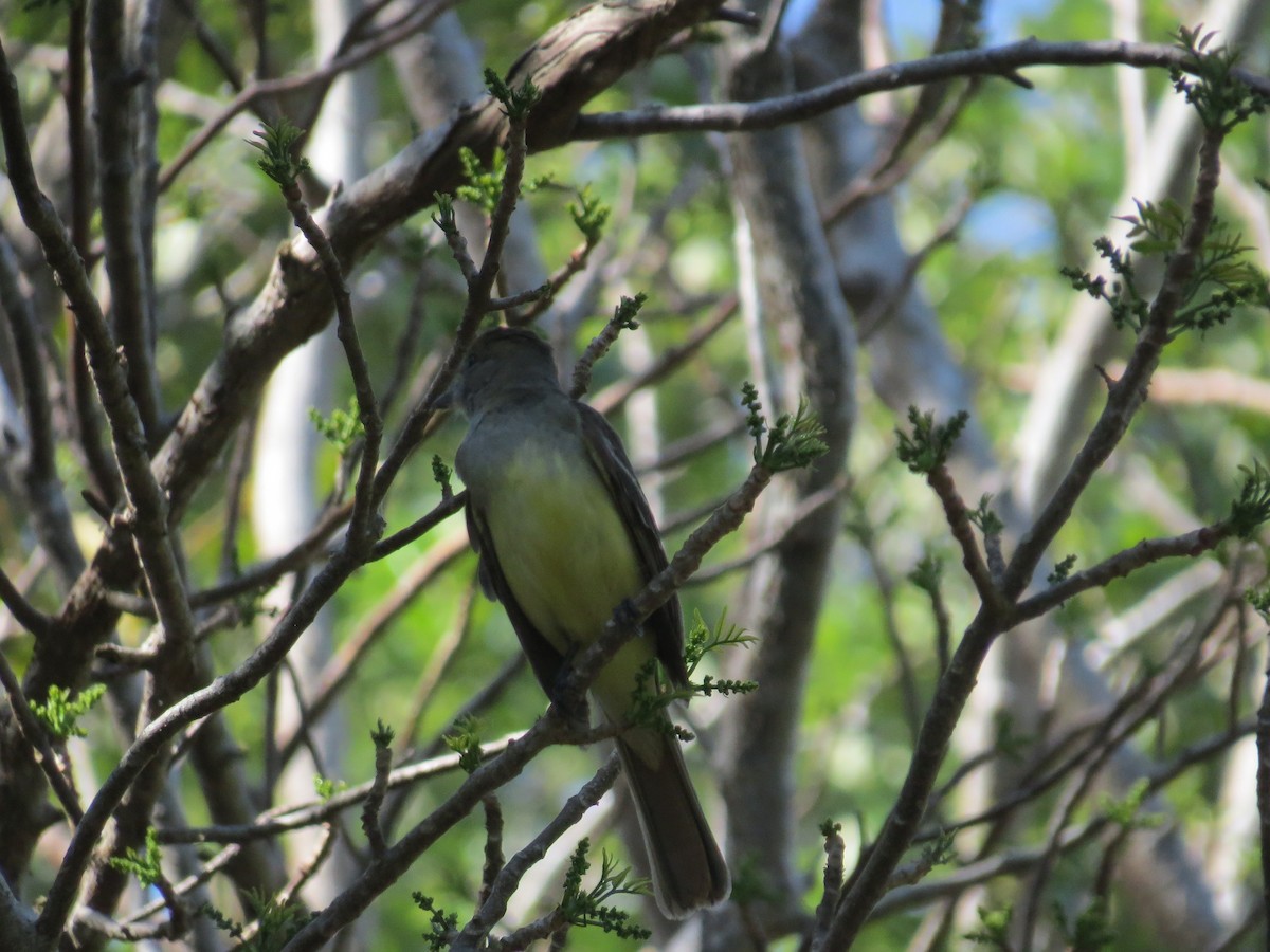 Great Crested Flycatcher - ML634404852