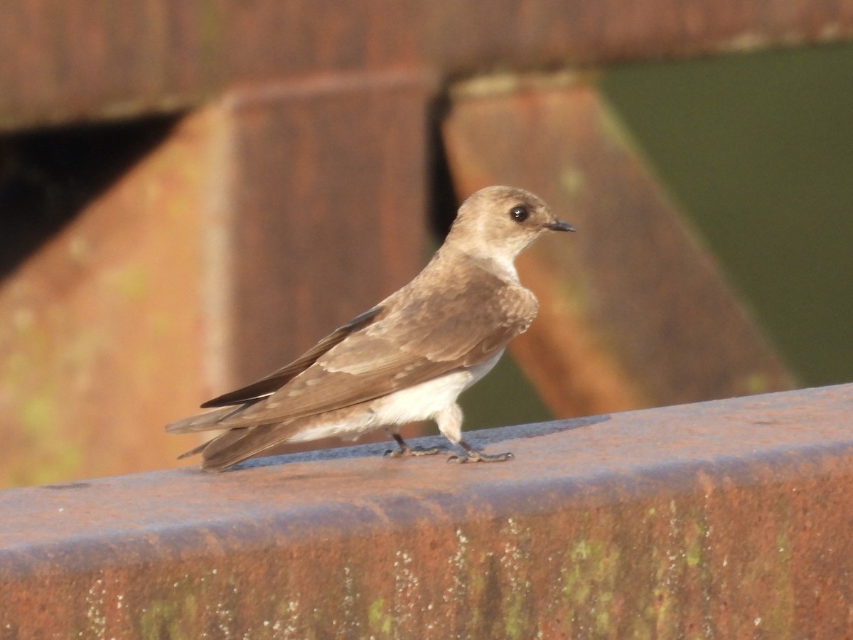 Northern Rough-winged Swallow - ML634404879