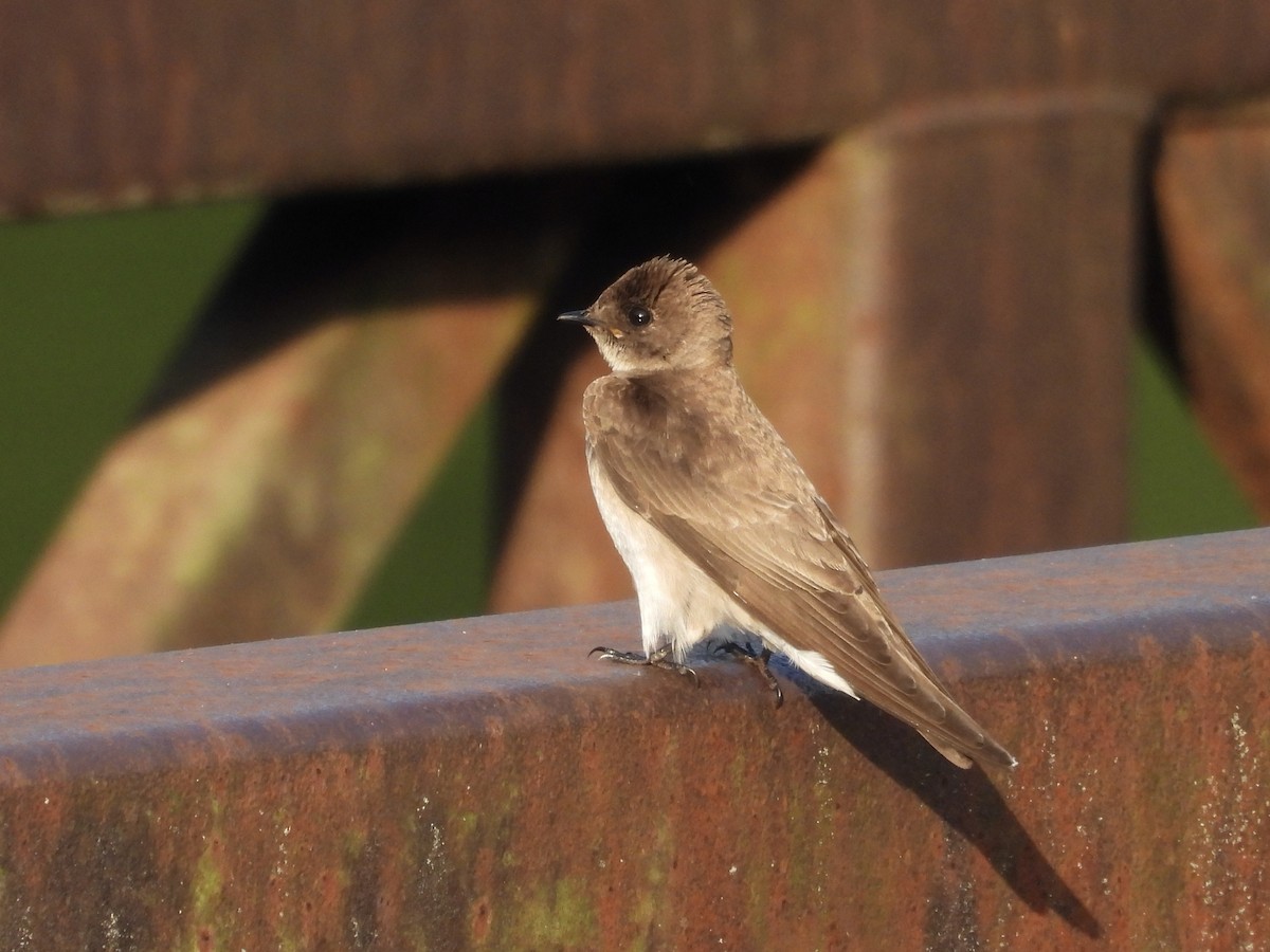 Northern Rough-winged Swallow - ML634404884