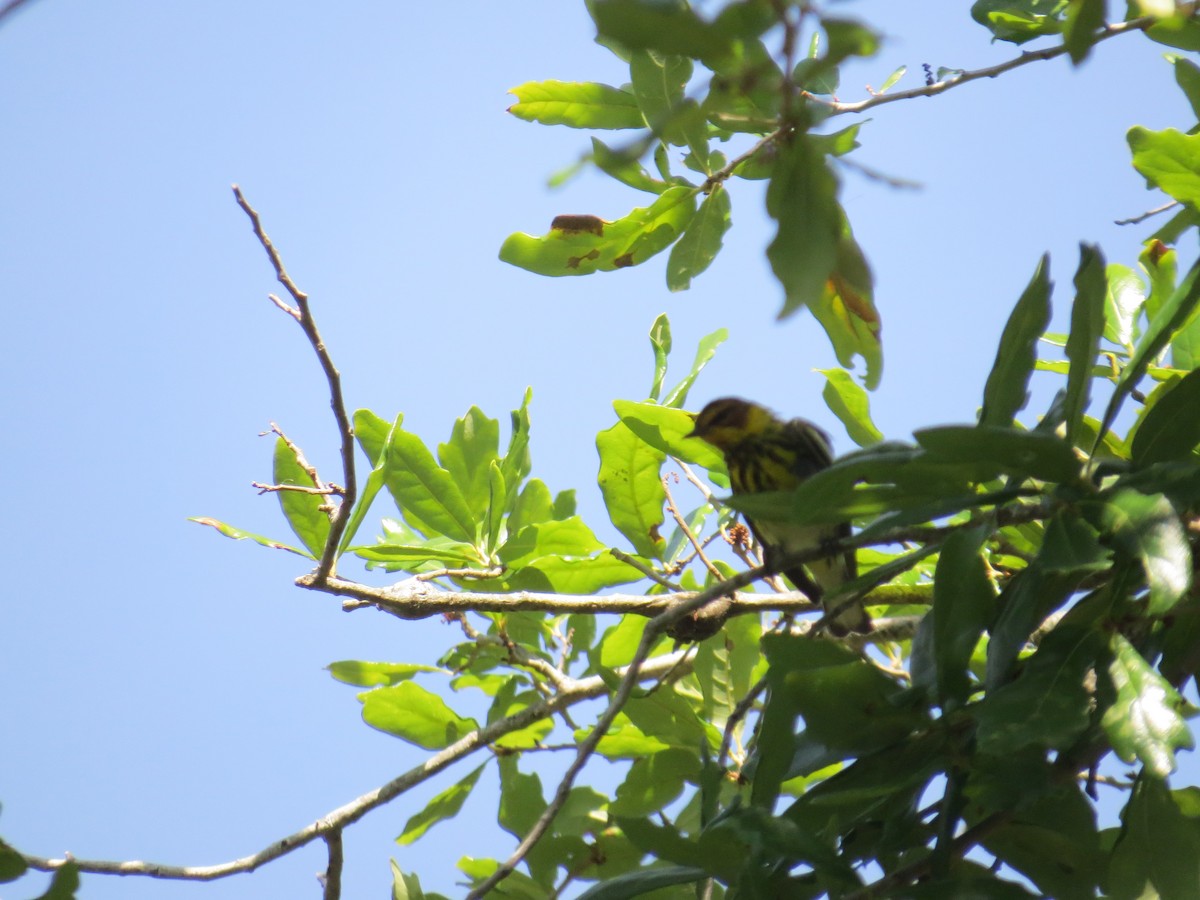 Cape May Warbler - ML634404886