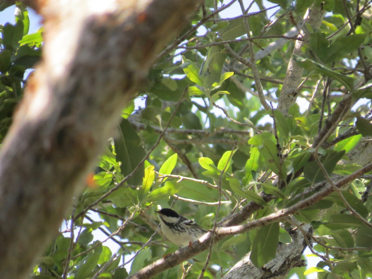 Blackpoll Warbler - ML634404892
