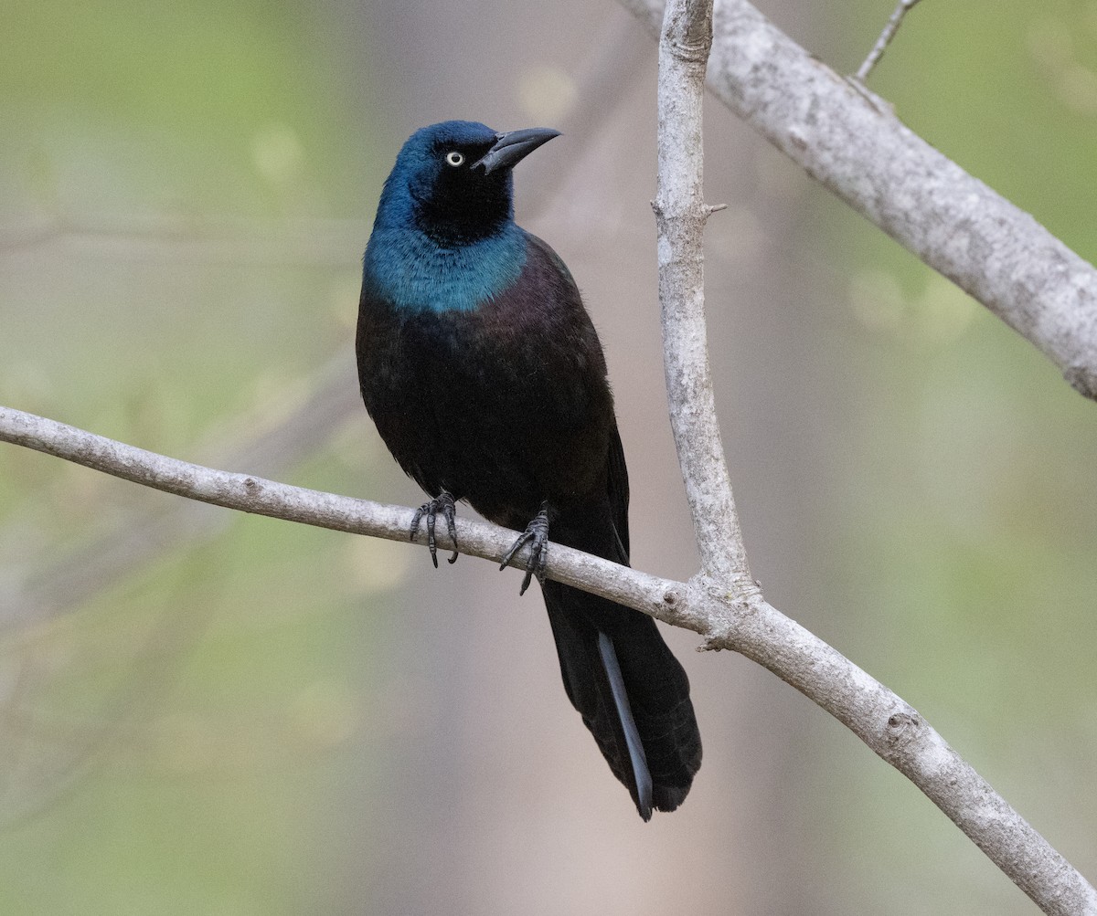 Common Grackle - ML634404961