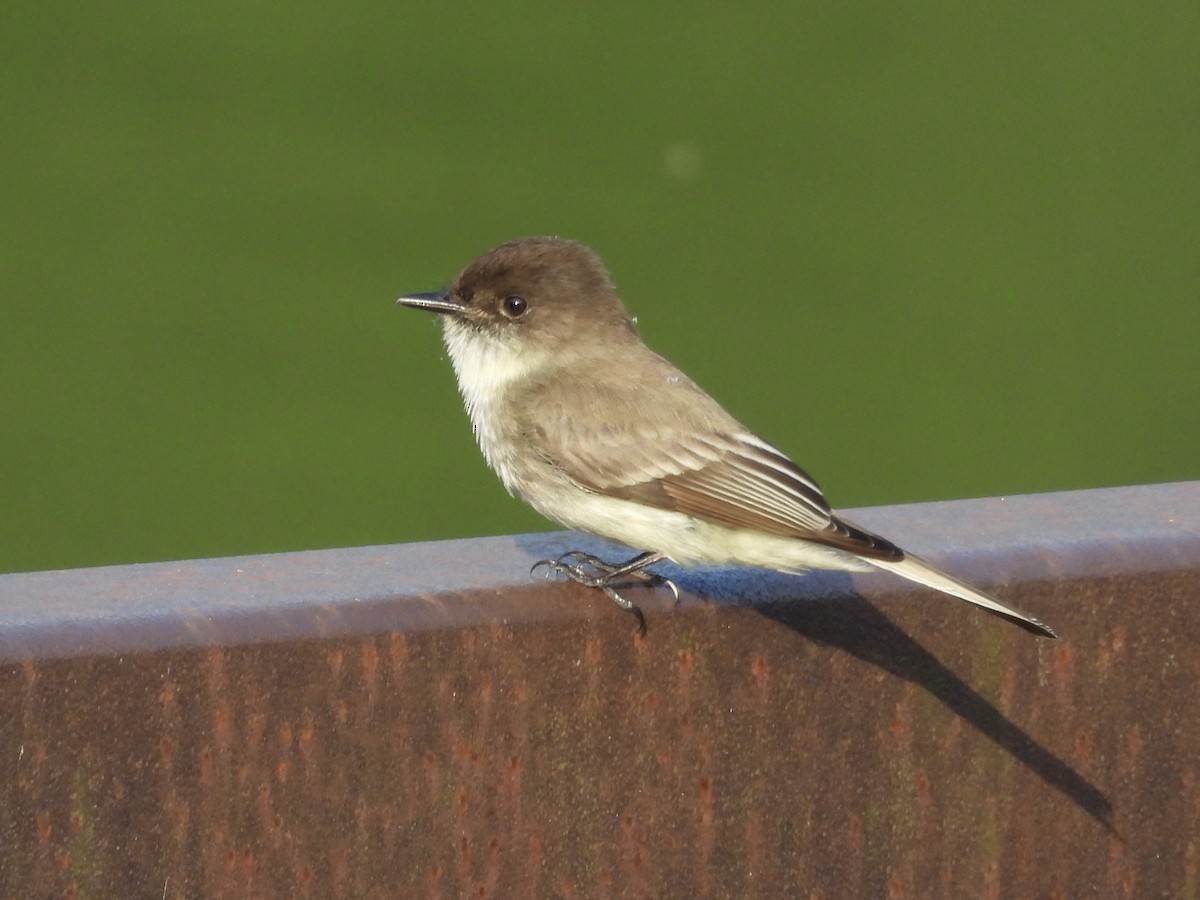 Eastern Phoebe - ML634404964