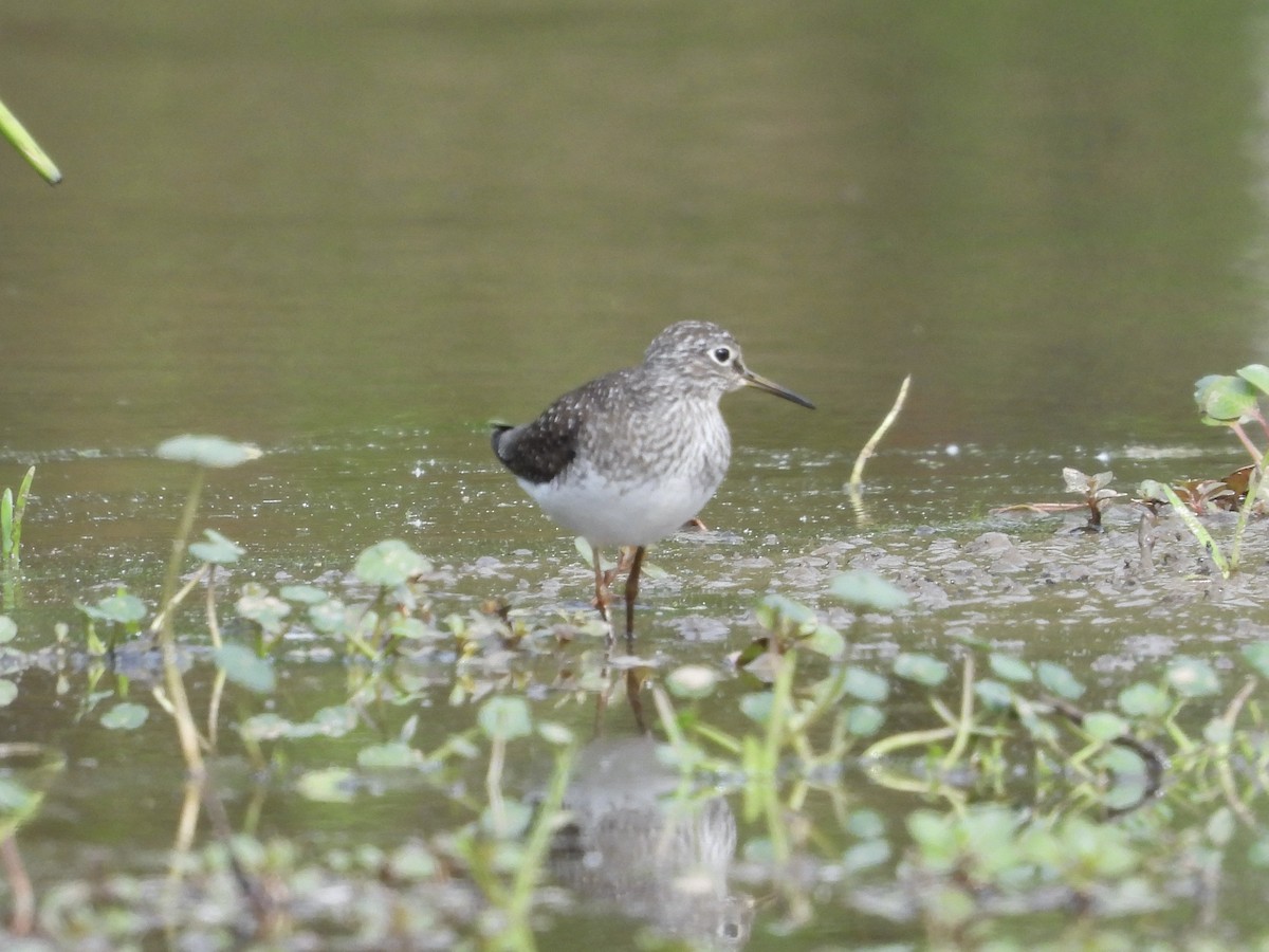 Solitary Sandpiper - ML634405002