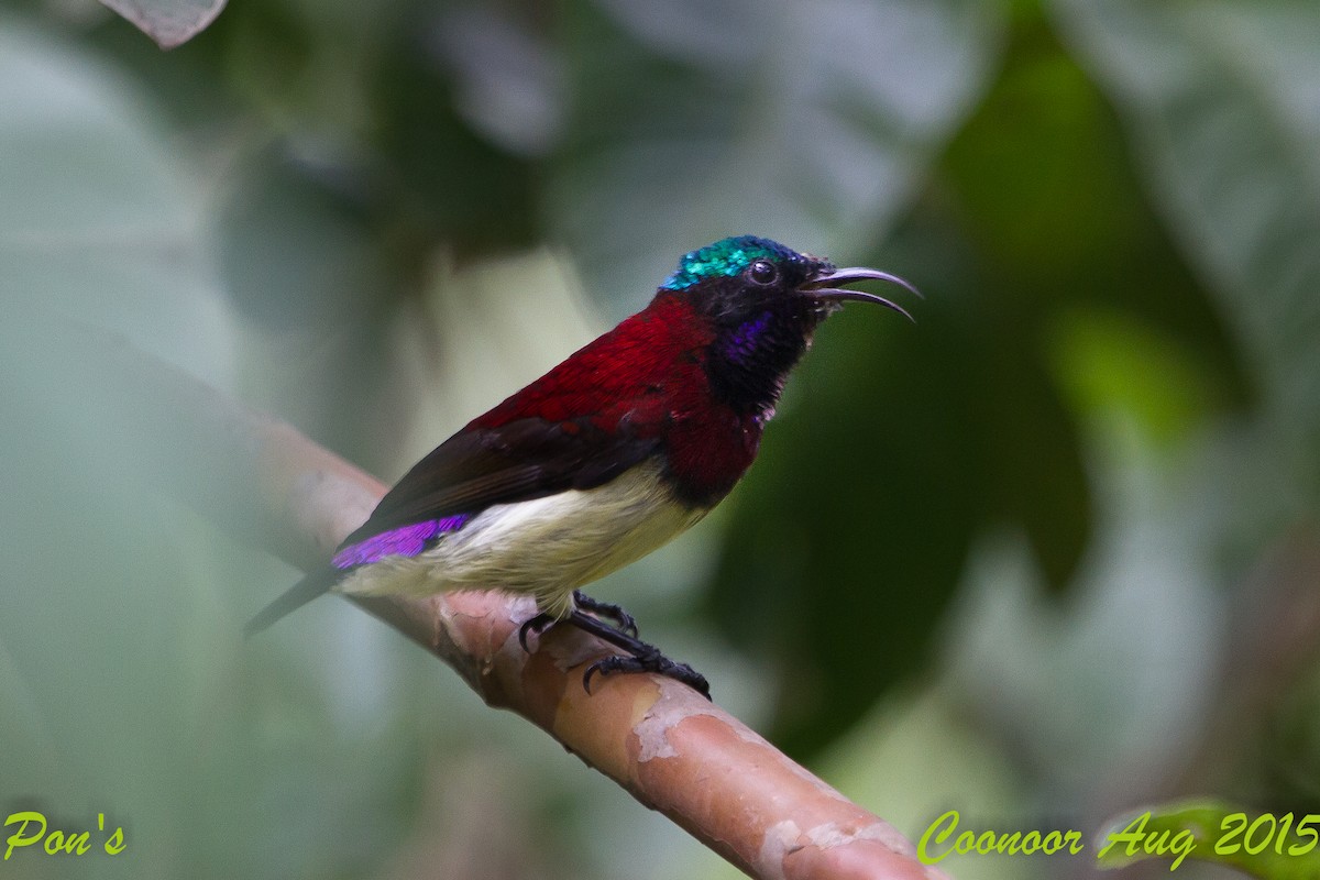 Crimson-backed Sunbird - ML634405008