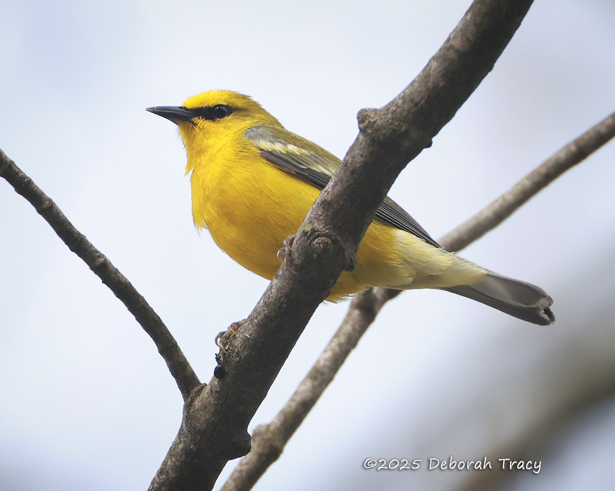 Blue-winged Warbler - ML634405012