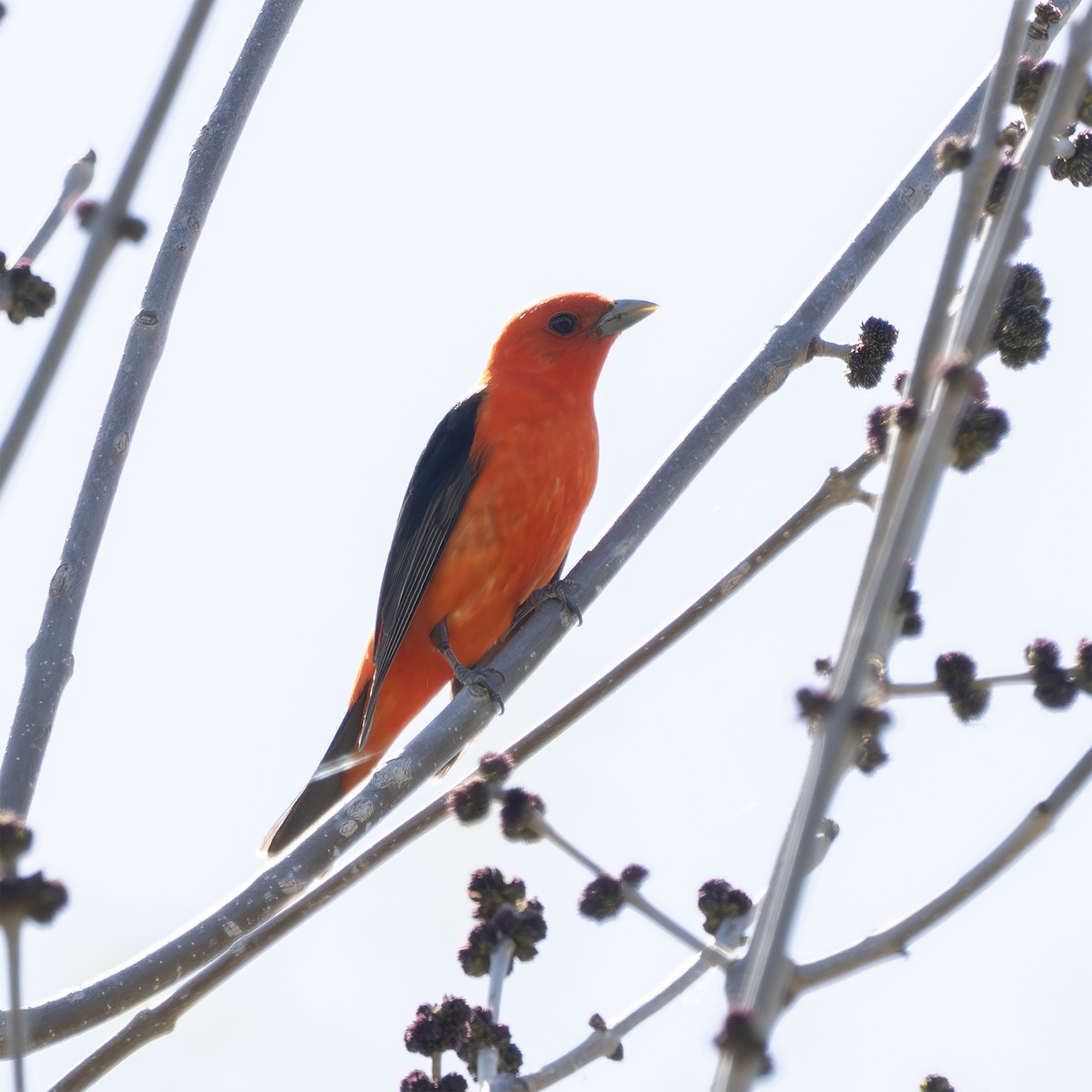 Scarlet Tanager - ML634405026