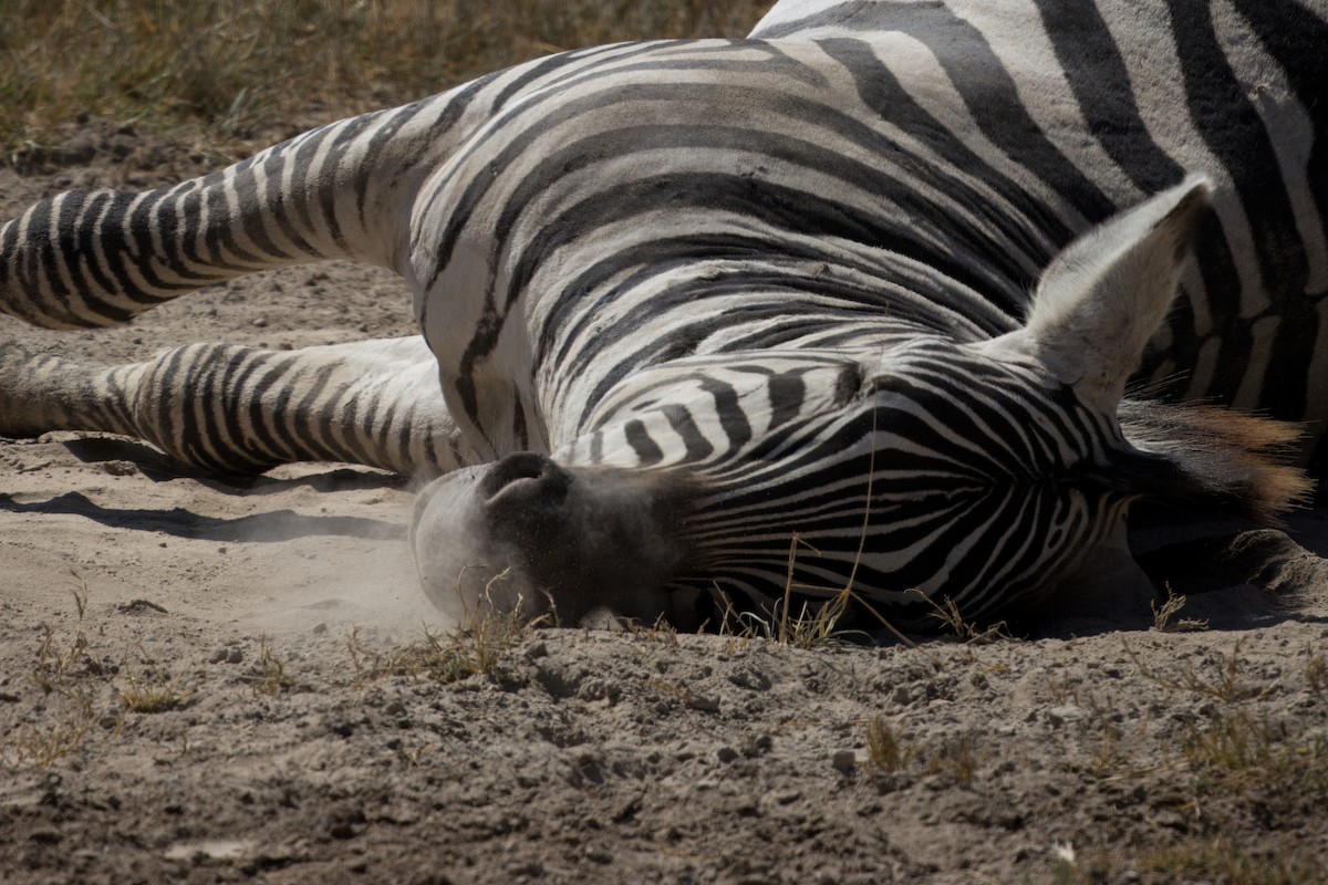 Grant's Zebra - ML634405044