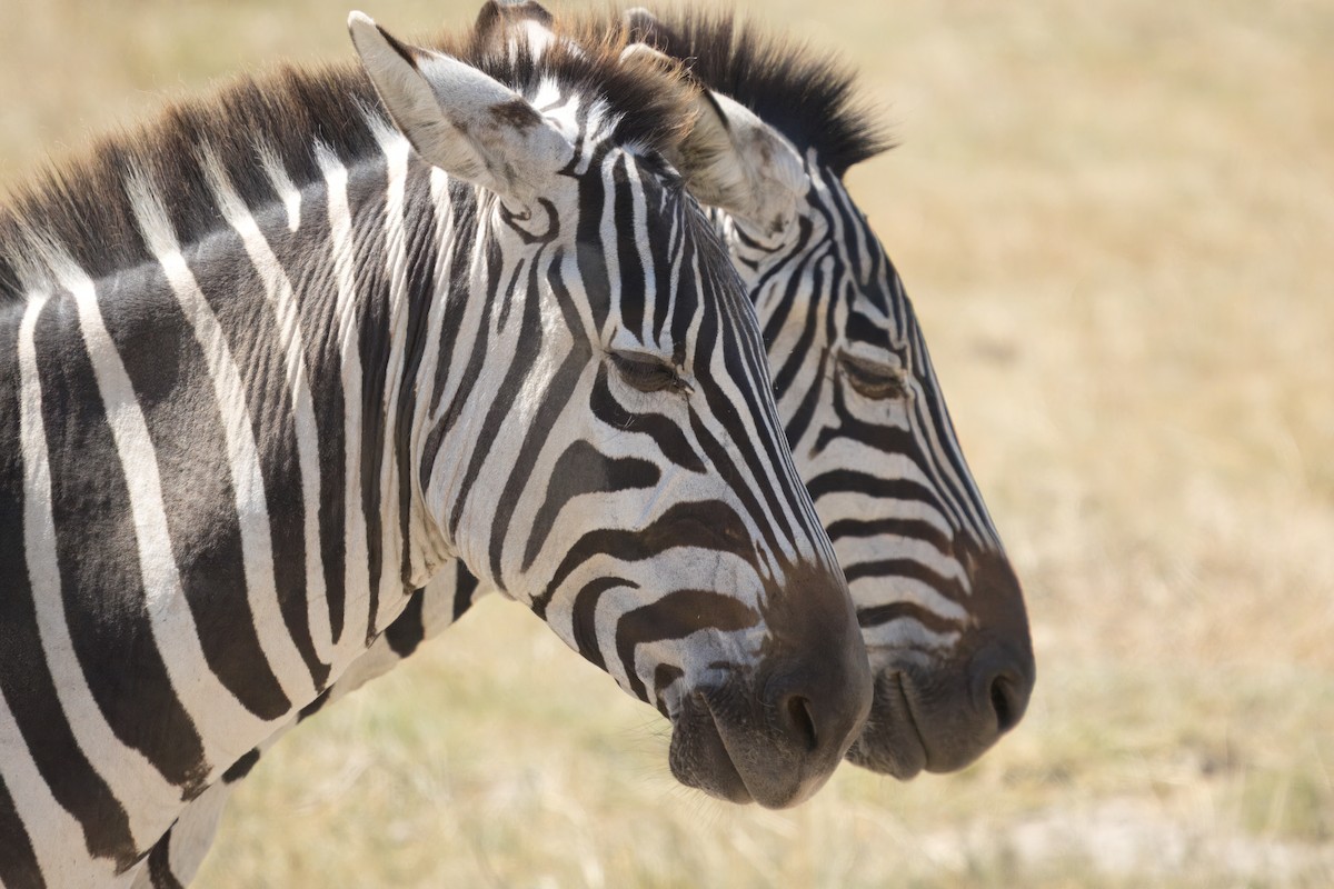 Grant's Zebra - ML634405071