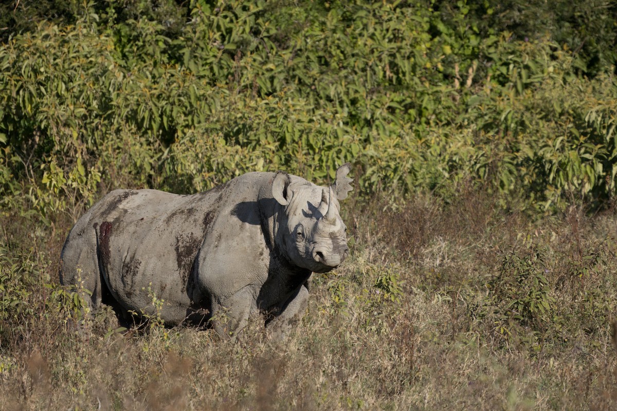 Eastern Black Rhinoceros - ML634405341