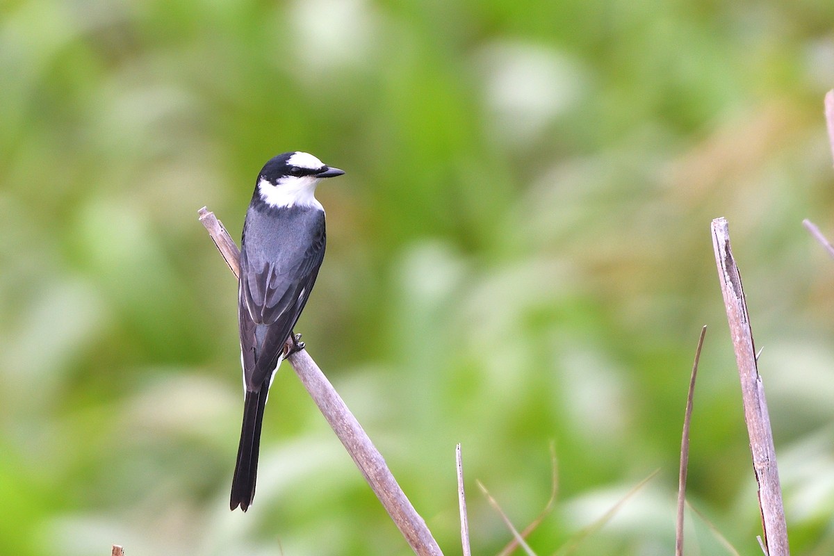 Ashy Minivet - ML634405460
