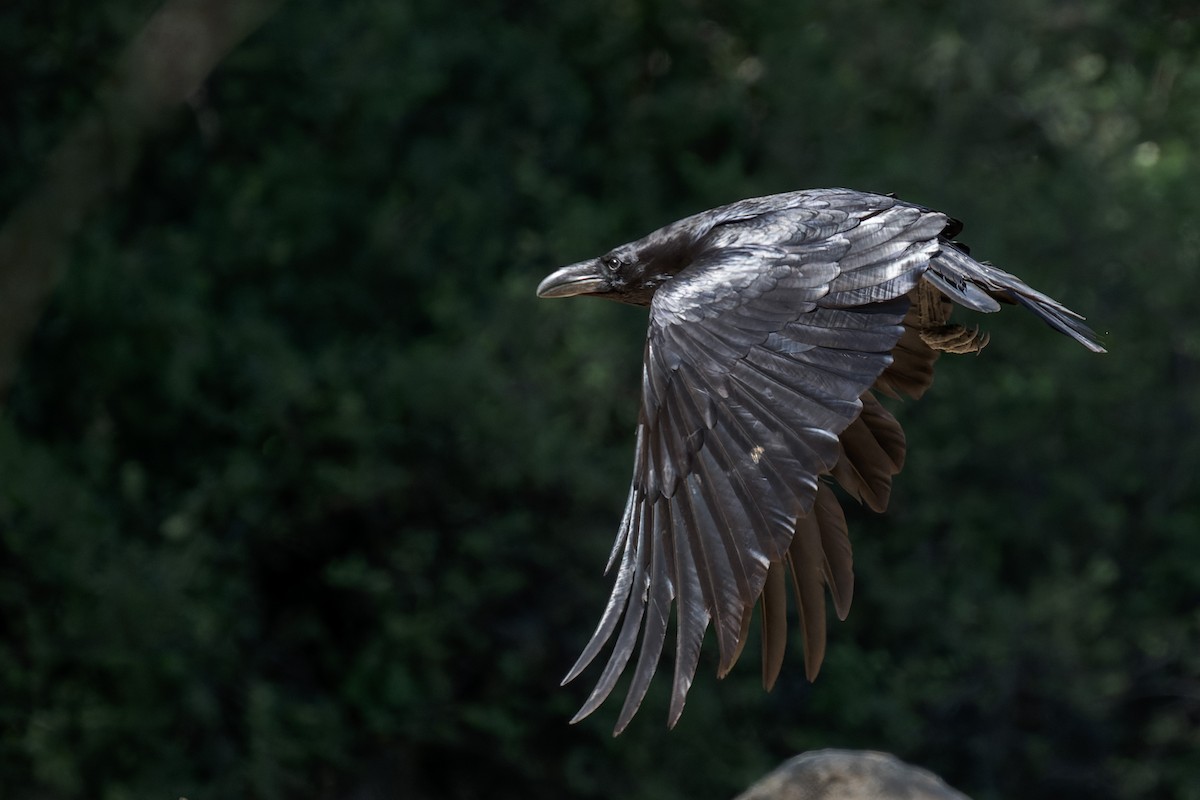 Common Raven - ML634405482
