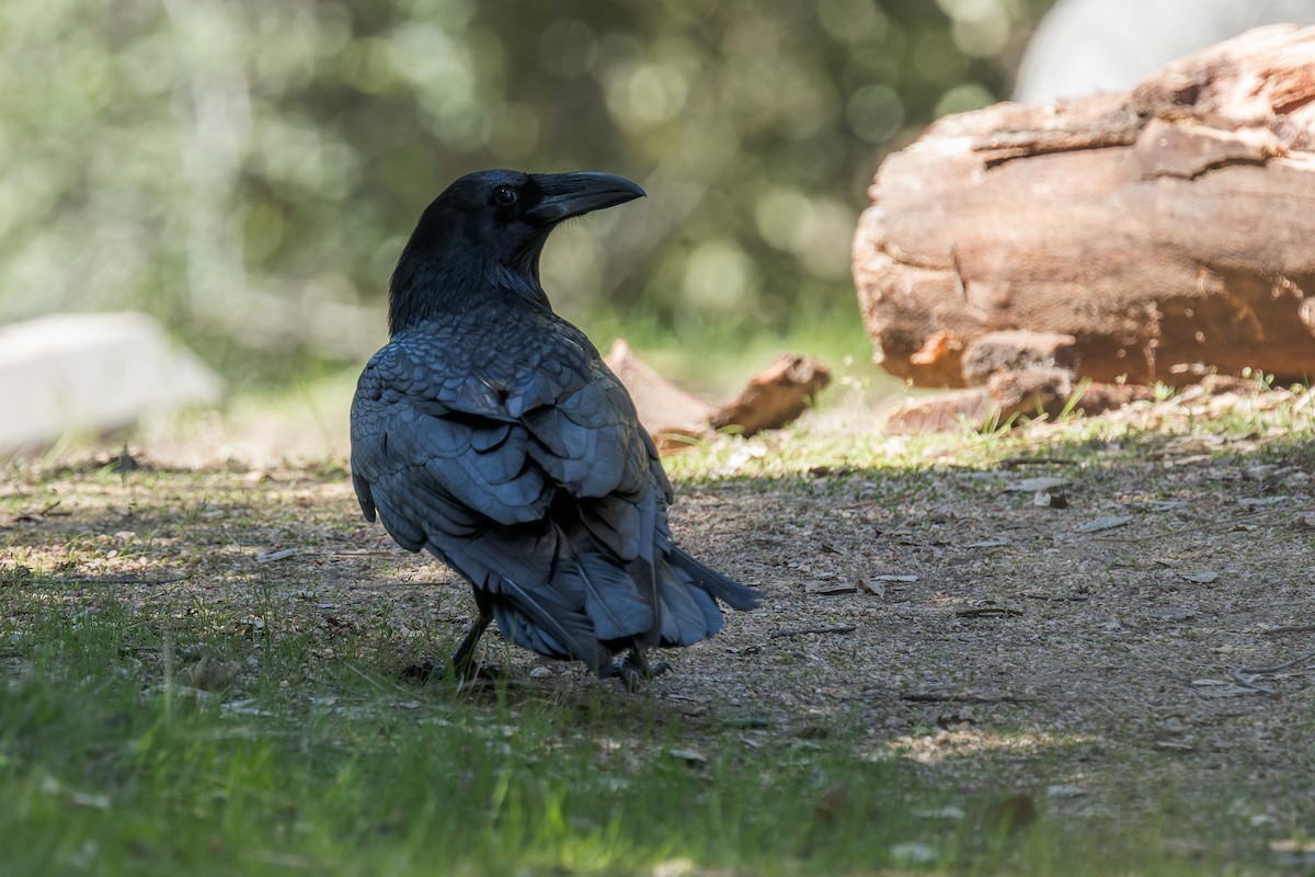 Common Raven - ML634405483
