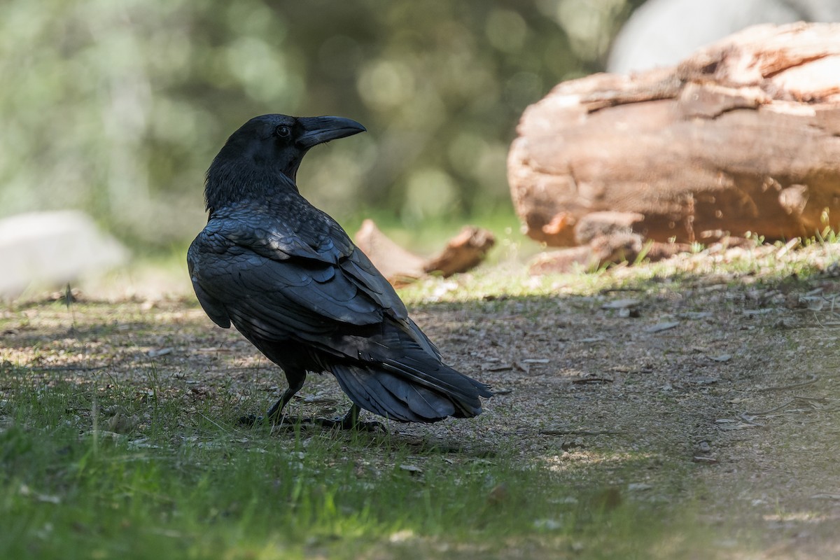 Common Raven - ML634405484