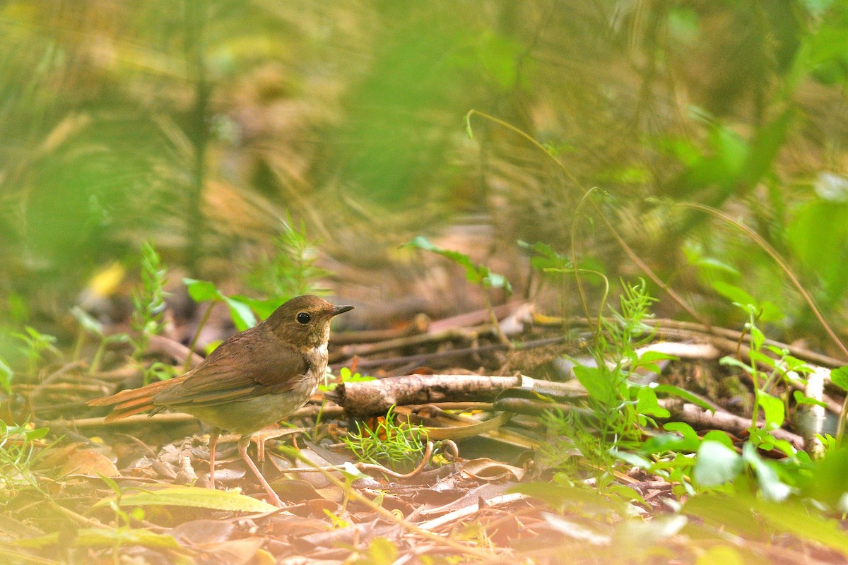 Rufous-tailed Robin - ML634405502