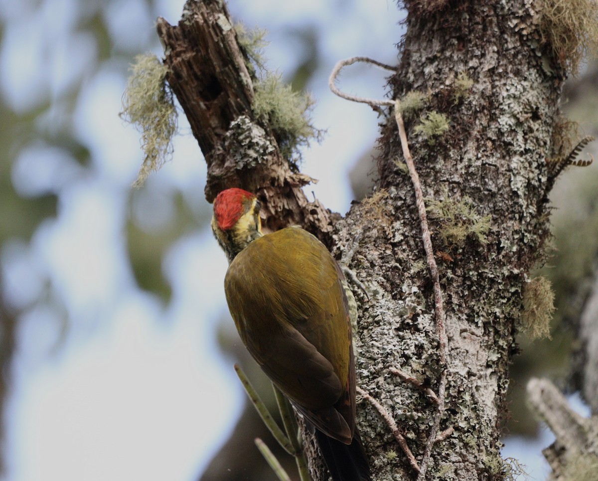 White-browed Woodpecker - ML634405510