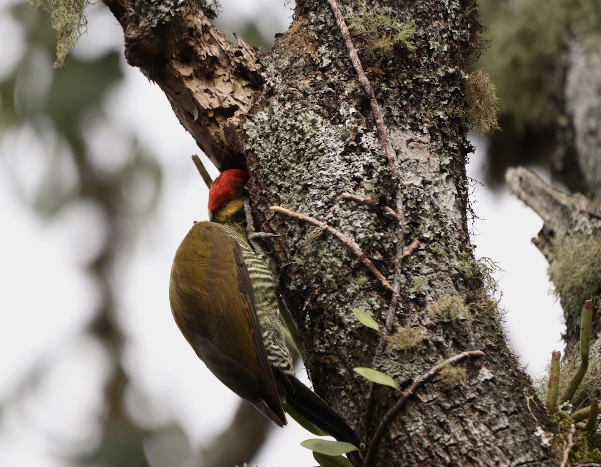 White-browed Woodpecker - ML634405512