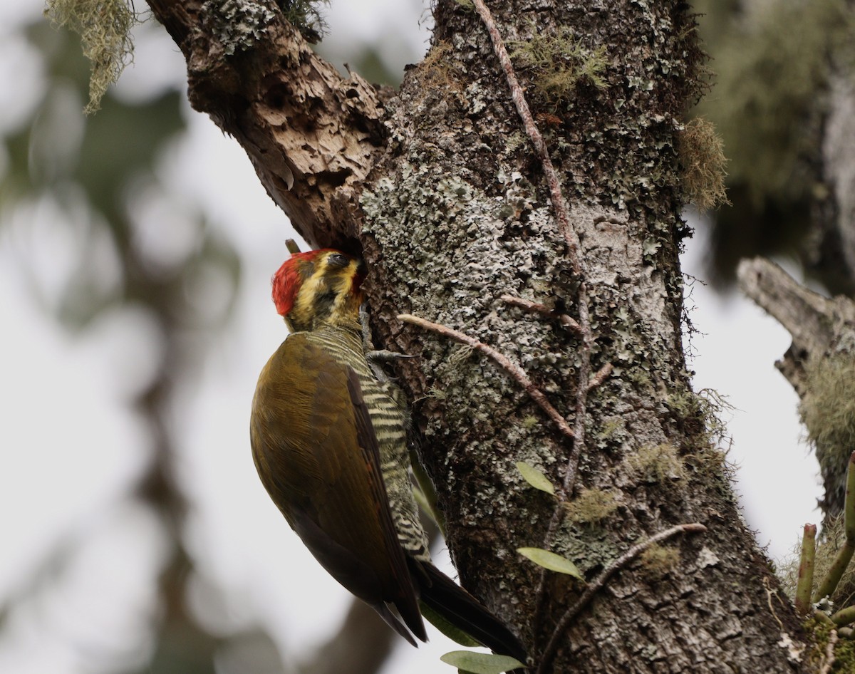 White-browed Woodpecker - ML634405513