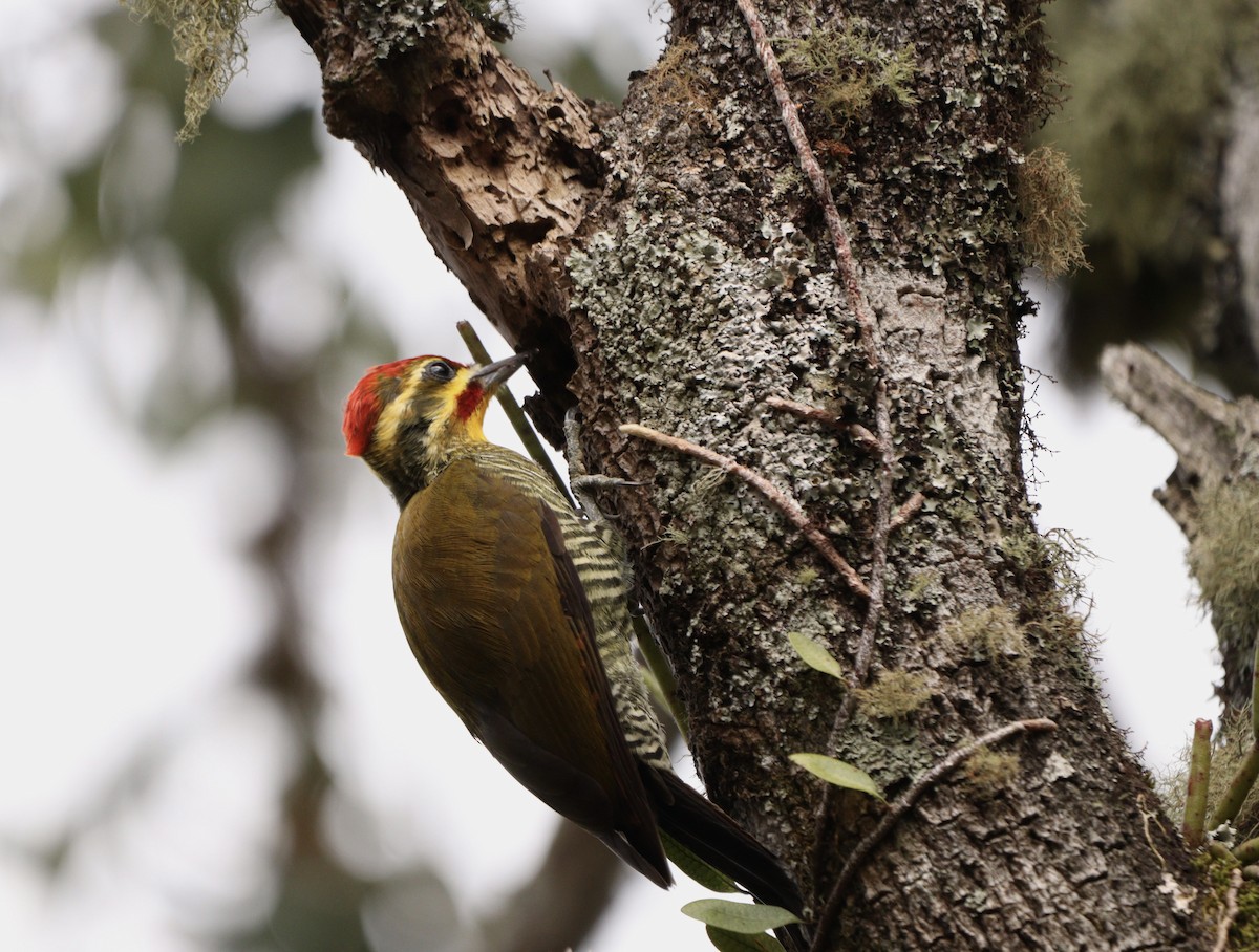 White-browed Woodpecker - ML634405514