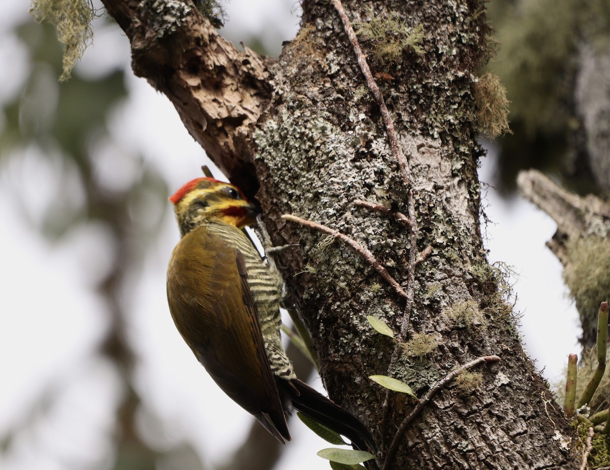 White-browed Woodpecker - ML634405517