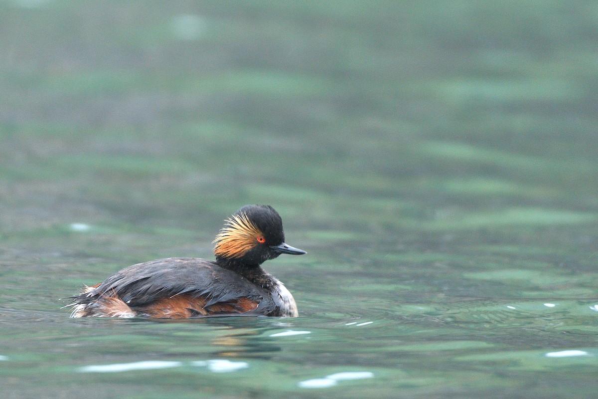Eared Grebe - ML634405575