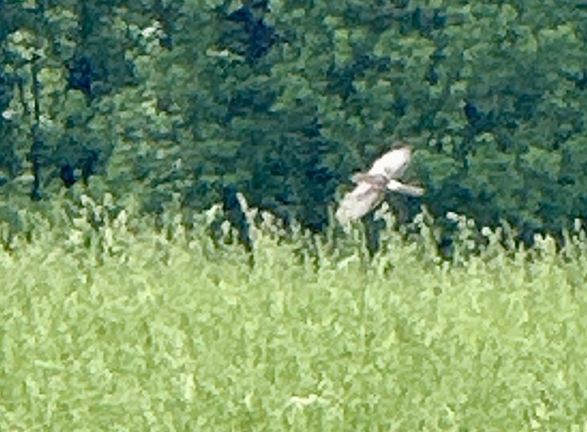 Northern Harrier - ML634405604