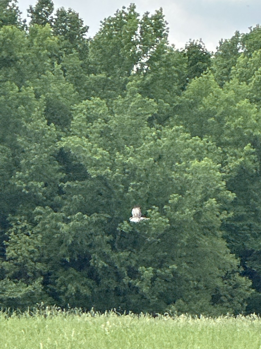 Northern Harrier - ML634405605