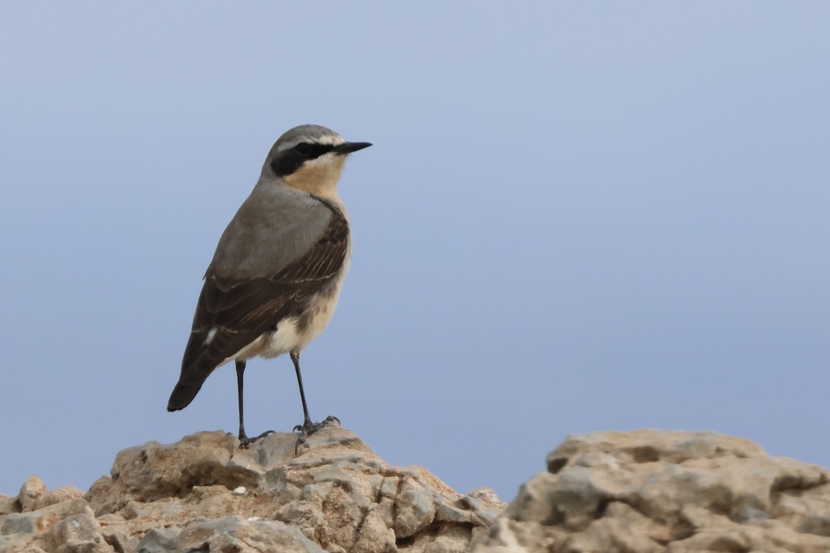 ハシグロヒタキ - ML634405634