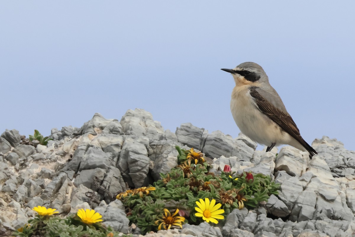 ハシグロヒタキ - ML634405635