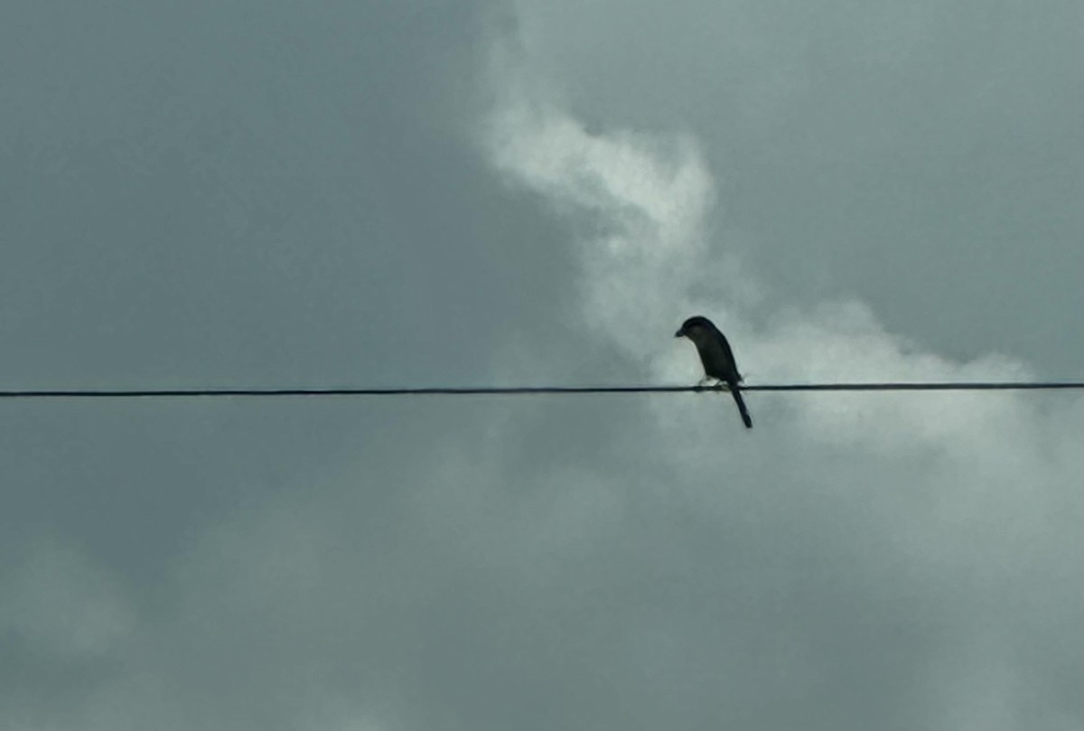 Loggerhead Shrike - ML634405669